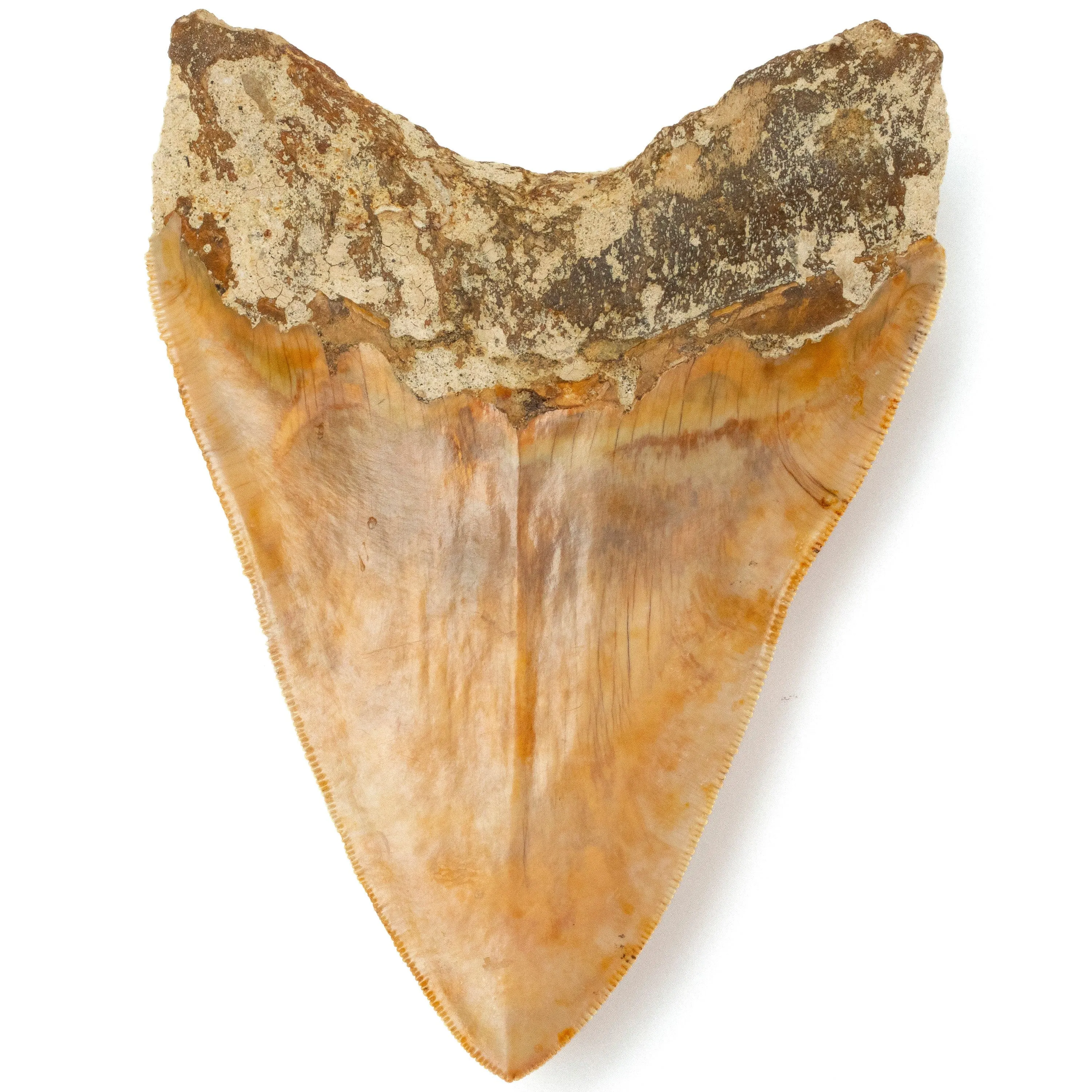 Natural Megalodon Tooth from Indonesia - 5.5