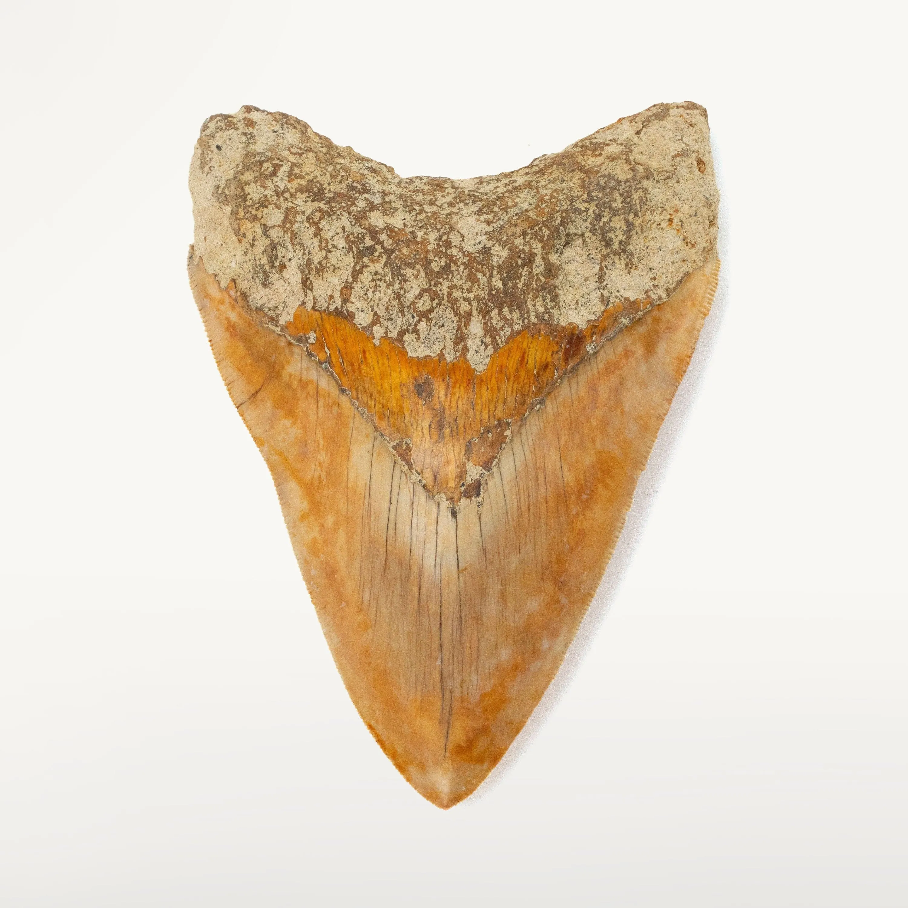 Natural Megalodon Tooth from Indonesia - 5.5