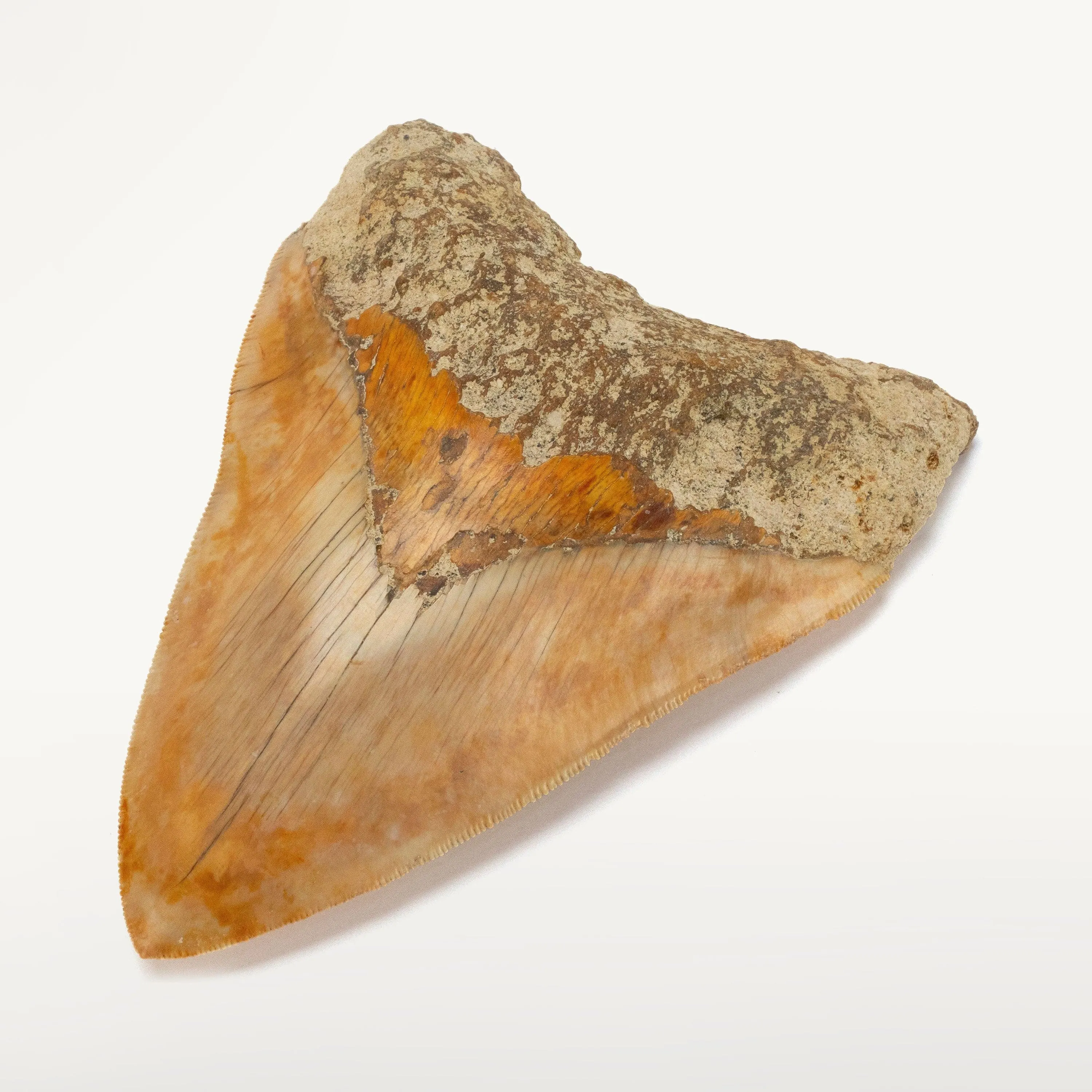 Natural Megalodon Tooth from Indonesia - 5.5