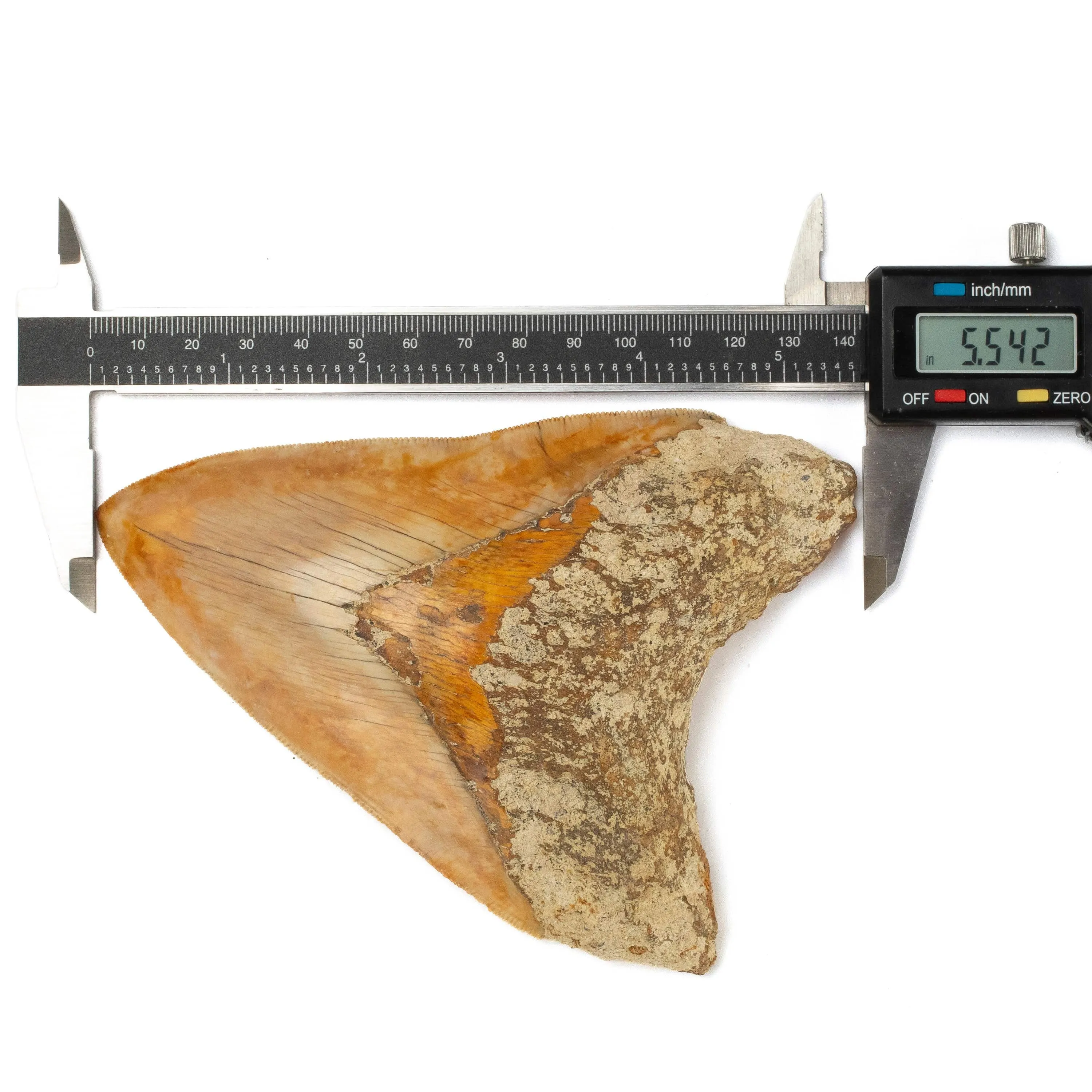 Natural Megalodon Tooth from Indonesia - 5.5