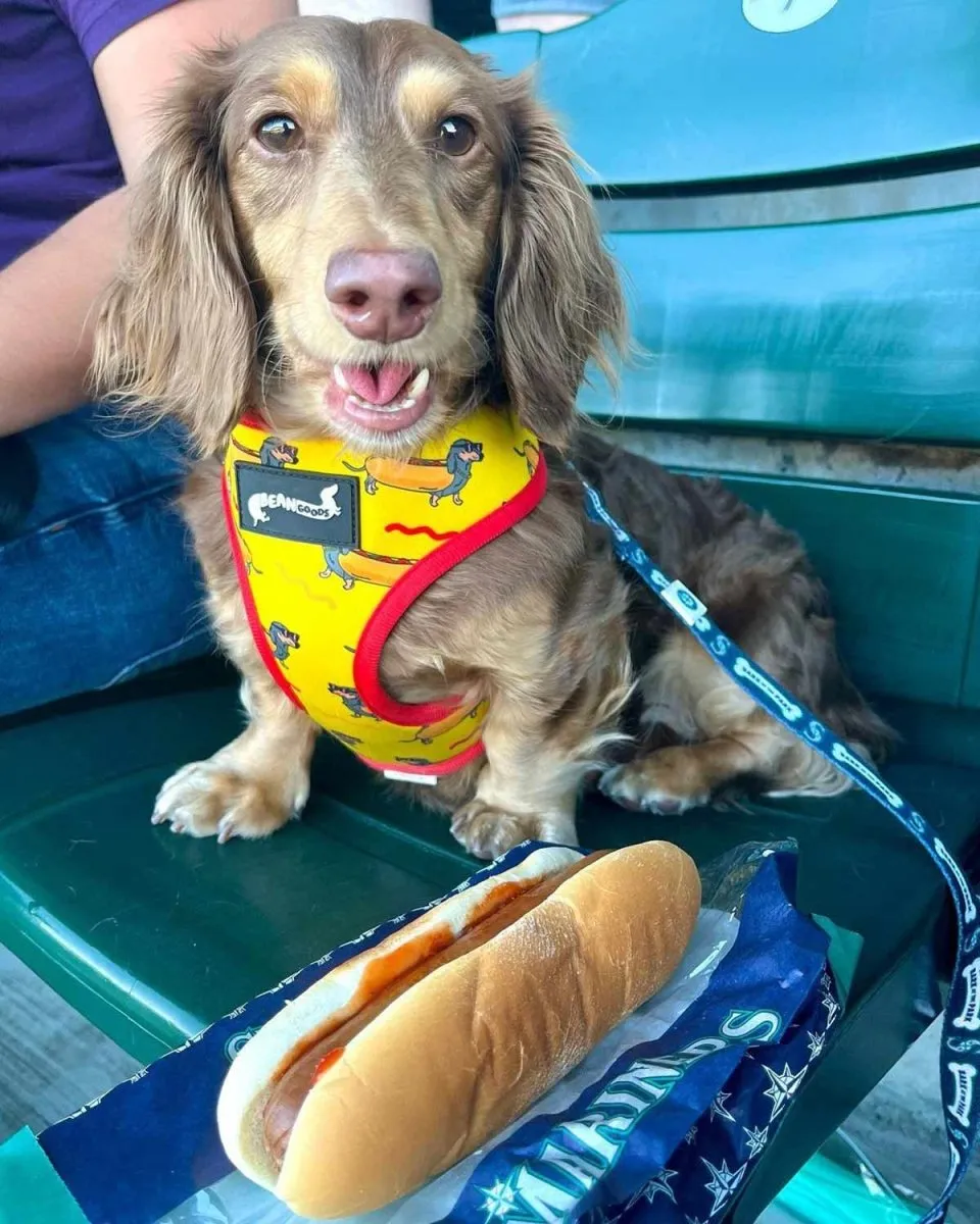 reversible harness - hot dog