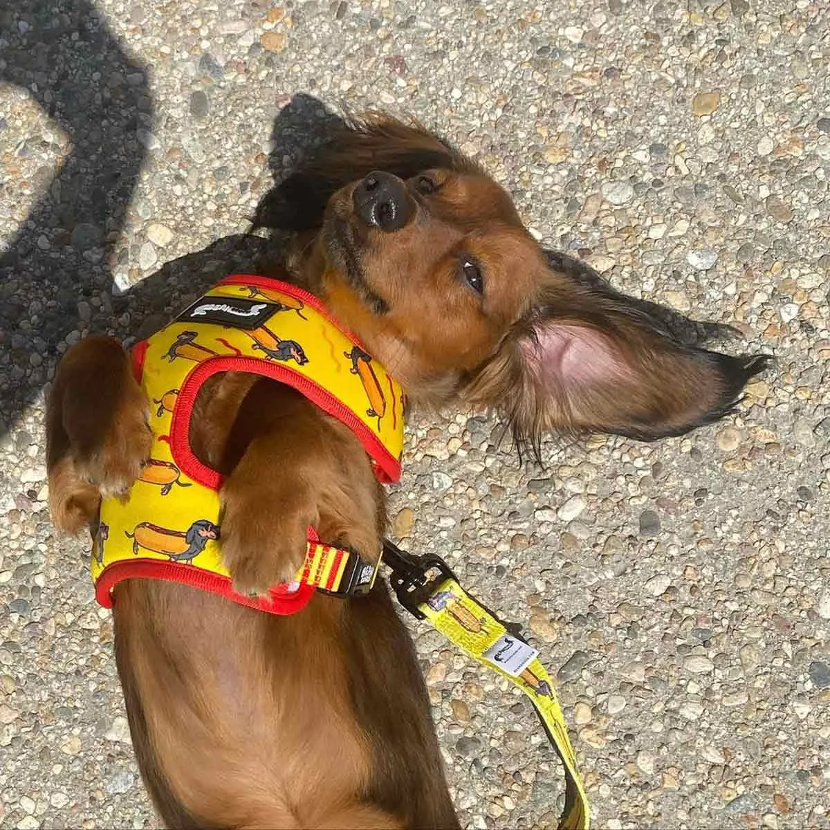 reversible harness - hot dog