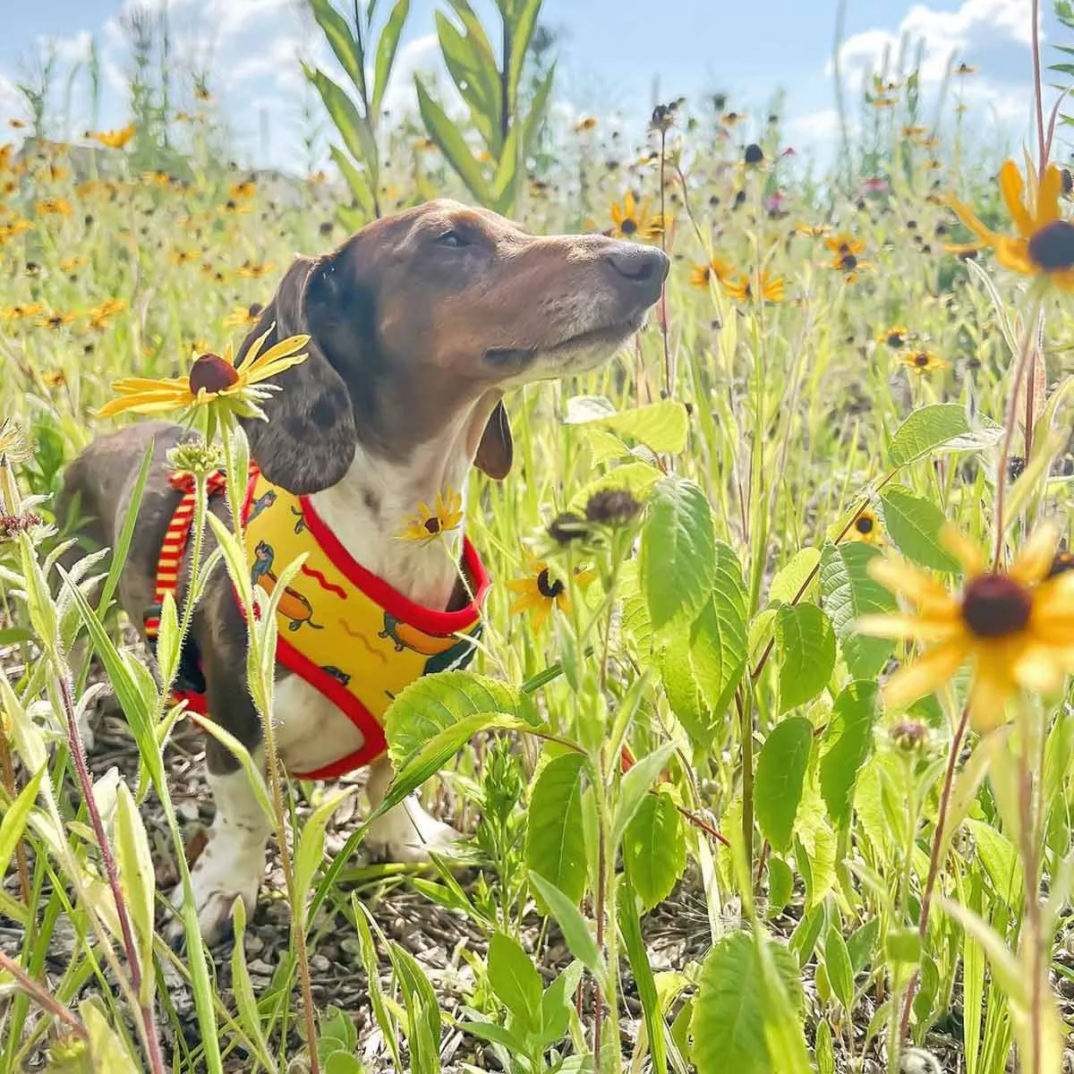 reversible harness - hot dog