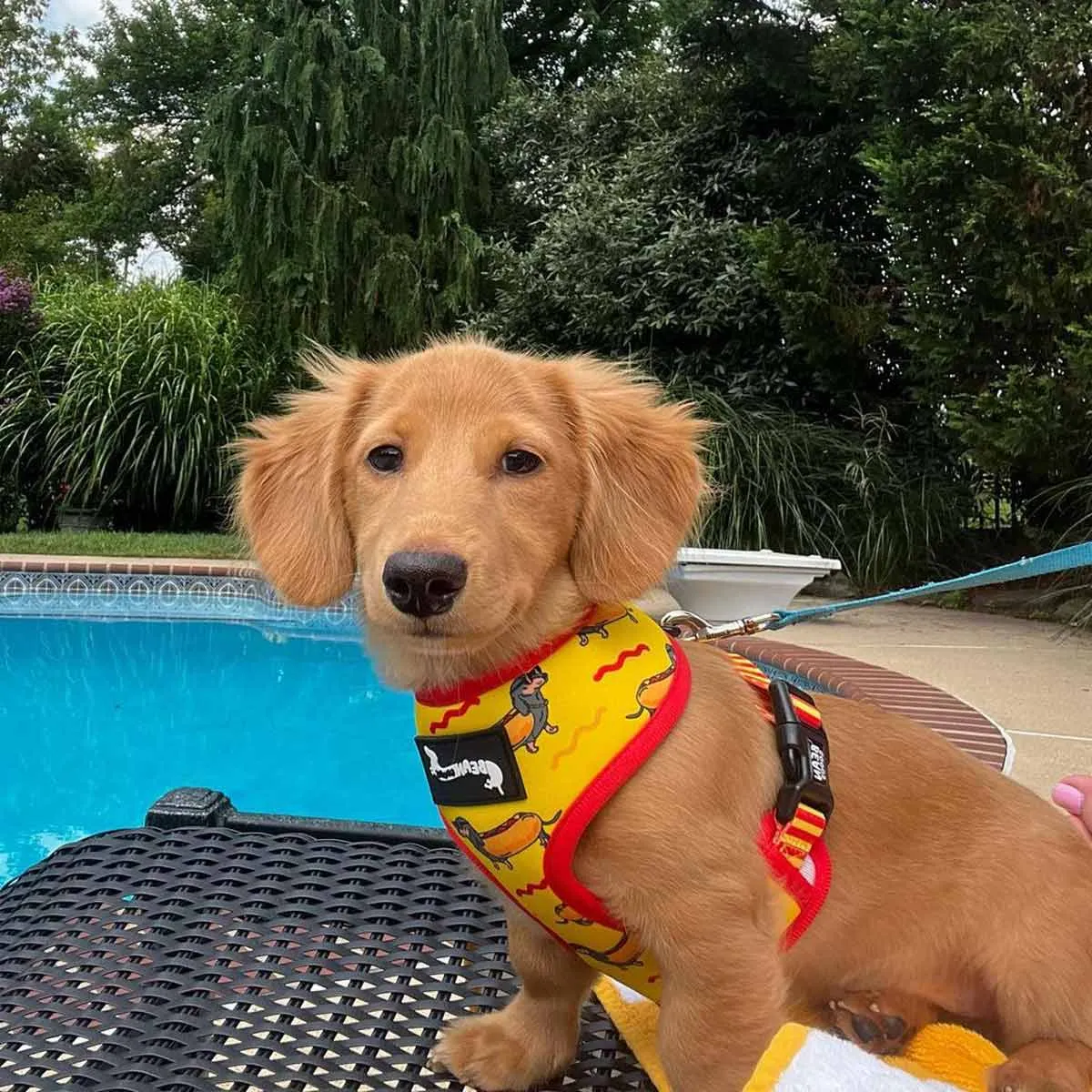 reversible harness - hot dog