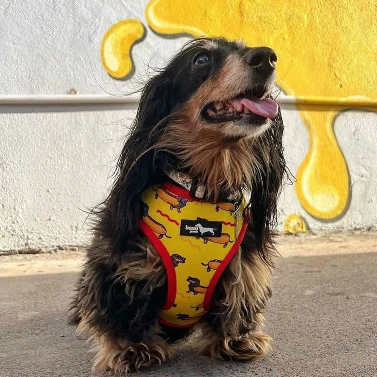 reversible harness - hot dog